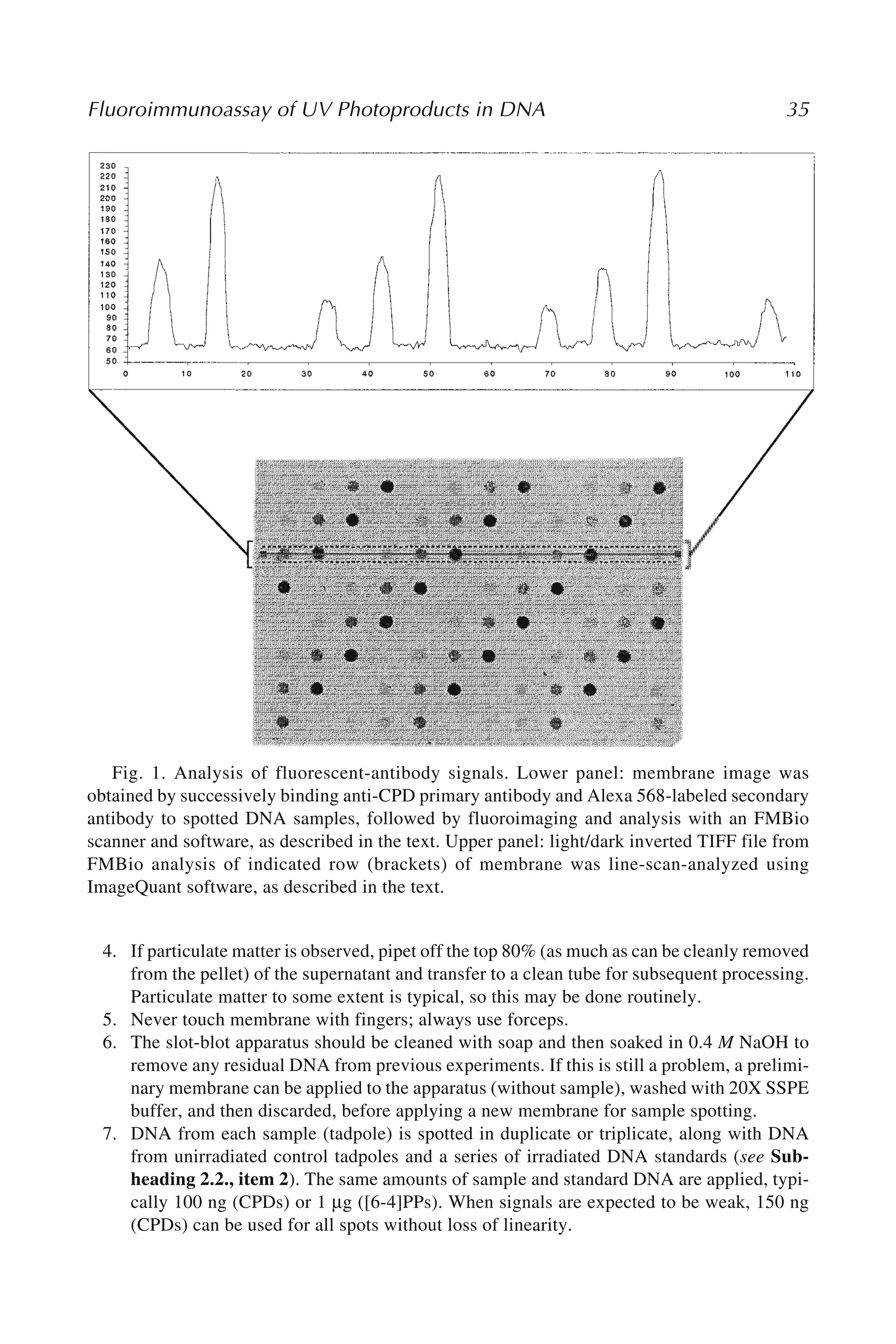 Fluoroimmunoassay of UV Photoproducts in DNA 35
4. If particulate matter is observed, pipet off the top 80% (as much as can be cleanly removed
from the pellet) of the supernatant and transfer to a clean tube for subsequent processing.
Particulate matter to some extent is typical, so this may be done routinely.
5. Never touch membrane with fingers; always use forceps.
6. The slot-blot apparatus should be cleaned with soap and then soaked in 0.4 M NaOH to
remove any residual DNA from previous experiments. If this is still a problem, a prelimi-
nary membrane can be applied to the apparatus (without sample), washed with 20X SSPE
buffer, and then discarded, before applying a new membrane for sample spotting.
7. DNA from each sample (tadpole) is spotted in duplicate or triplicate, along with DNA
from unirradiated control tadpoles and a series of irradiated DNA standards (see Sub-
heading 2.2., item 2). The same amounts of sample and standard DNA are applied, typi-
cally 100 ng (CPDs) or 1 μg ([6-4]PPs). When signals are expected to be weak, 150 ng
(CPDs) can be used for all spots without loss of linearity.
Fig. 1. Analysis of fluorescent-antibody signals. Lower panel: membrane image was
obtained by successively binding anti-CPD primary antibody and Alexa 568-labeled secondary
antibody to spotted DNA samples, followed by fluoroimaging and analysis with an FMBio
scanner and software, as described in the text. Upper panel: light/dark inverted TIFF file from
FMBio analysis of indicated row (brackets) of membrane was line-scan-analyzed using
ImageQuant software, as described in the text.
 