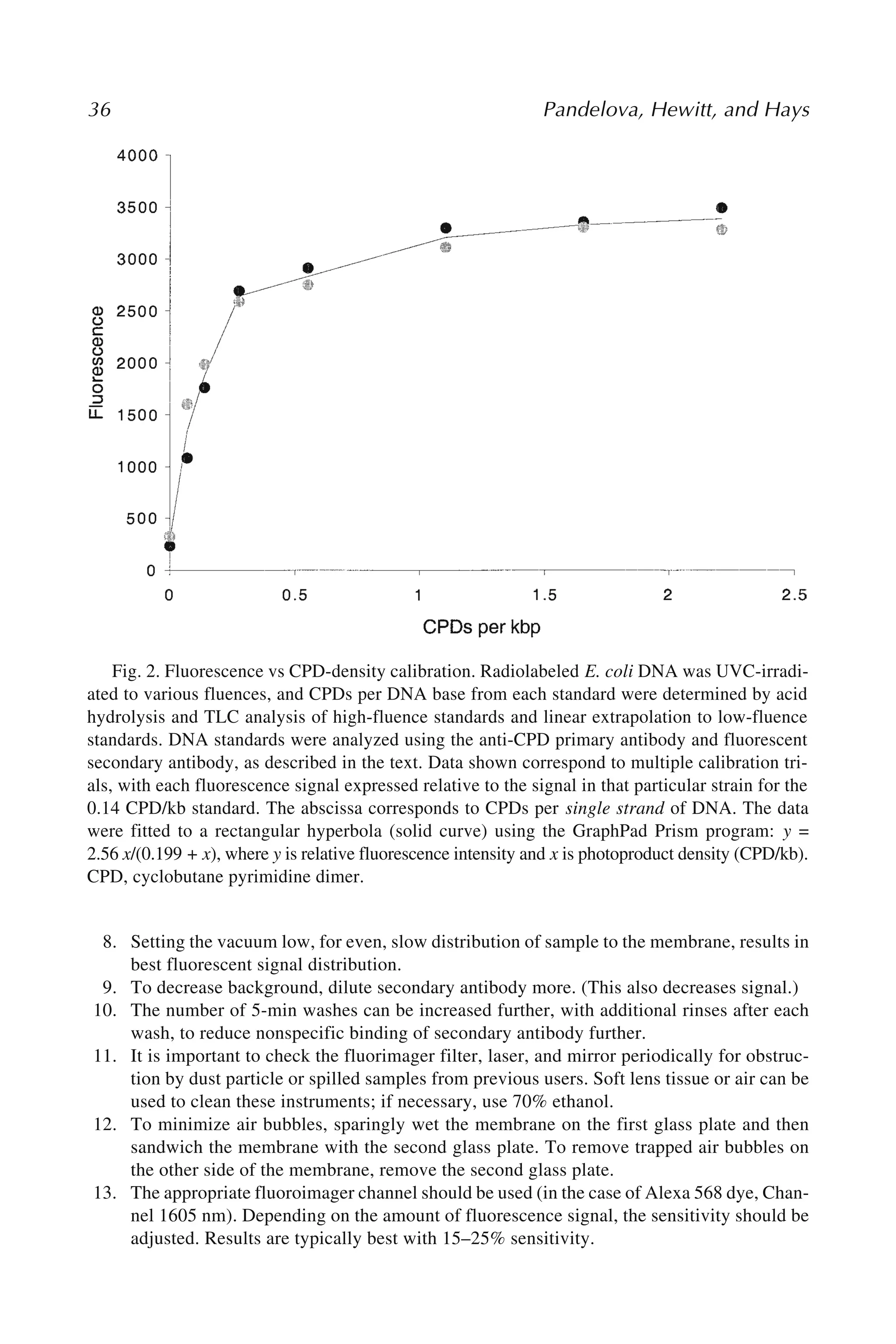 36 Pandelova, Hewitt, and Hays
8. Setting the vacuum low, for even, slow distribution of sample to the membrane, results in
best fluorescent signal distribution.
9. To decrease background, dilute secondary antibody more. (This also decreases signal.)
10. The number of 5-min washes can be increased further, with additional rinses after each
wash, to reduce nonspecific binding of secondary antibody further.
11. It is important to check the fluorimager filter, laser, and mirror periodically for obstruc-
tion by dust particle or spilled samples from previous users. Soft lens tissue or air can be
used to clean these instruments; if necessary, use 70% ethanol.
12. To minimize air bubbles, sparingly wet the membrane on the first glass plate and then
sandwich the membrane with the second glass plate. To remove trapped air bubbles on
the other side of the membrane, remove the second glass plate.
13. The appropriate fluoroimager channel should be used (in the case of Alexa 568 dye, Chan-
nel 1605 nm). Depending on the amount of fluorescence signal, the sensitivity should be
adjusted. Results are typically best with 15–25% sensitivity.
Fig. 2. Fluorescence vs CPD-density calibration. Radiolabeled E. coli DNA was UVC-irradi-
ated to various fluences, and CPDs per DNA base from each standard were determined by acid
hydrolysis and TLC analysis of high-fluence standards and linear extrapolation to low-fluence
standards. DNA standards were analyzed using the anti-CPD primary antibody and fluorescent
secondary antibody, as described in the text. Data shown correspond to multiple calibration tri-
als, with each fluorescence signal expressed relative to the signal in that particular strain for the
0.14 CPD/kb standard. The abscissa corresponds to CPDs per single strand of DNA. The data
were fitted to a rectangular hyperbola (solid curve) using the GraphPad Prism program: y =
2.56 x/(0.199 + x), where y is relative fluorescence intensity and x is photoproduct density (CPD/kb).
CPD, cyclobutane pyrimidine dimer.
 