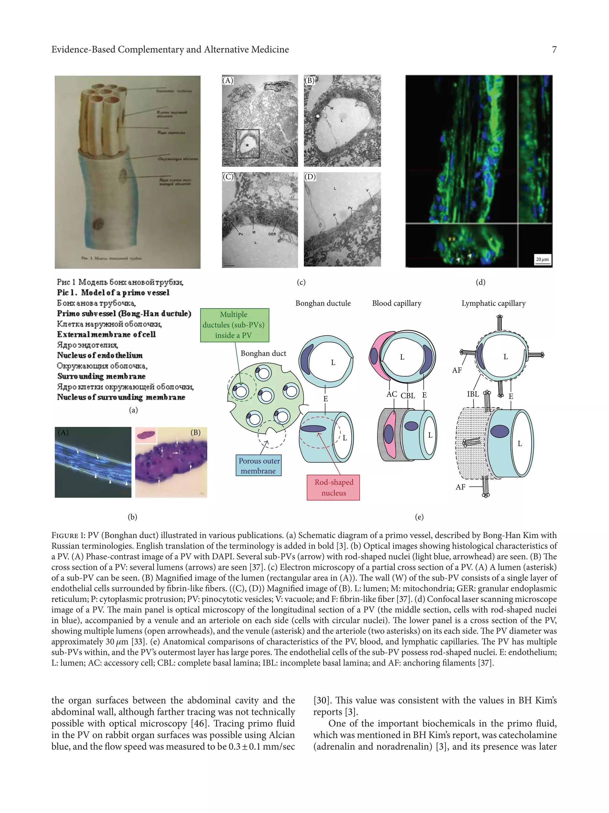 Evidence-Based Complementary and Alternative Medicine 7
Bonghan duct
L
L L
L L
L
E EEAC CBL IBL
AF
AF
Bonghan ductule
(a)
(b)
(A) (B)
(c)
(A) (B)
(D)(C)
(d)
(e)
Blood capillary Lymphatic capillary
20 𝜇m
Porous outer
membrane
Rod-shaped
nucleus
Multiple
ductules (sub-PVs)
inside a PV
Figure 1: PV (Bonghan duct) illustrated in various publications. (a) Schematic diagram of a primo vessel, described by Bong-Han Kim with
Russian terminologies. English translation of the terminology is added in bold [3]. (b) Optical images showing histological characteristics of
a PV. (A) Phase-contrast image of a PV with DAPI. Several sub-PVs (arrow) with rod-shaped nuclei (light blue, arrowhead) are seen. (B) The
cross section of a PV: several lumens (arrows) are seen [37]. (c) Electron microscopy of a partial cross section of a PV. (A) A lumen (asterisk)
of a sub-PV can be seen. (B) Magnified image of the lumen (rectangular area in (A)). The wall (W) of the sub-PV consists of a single layer of
endothelial cells surrounded by fibrin-like fibers. ((C), (D)) Magnified image of (B). L: lumen; M: mitochondria; GER: granular endoplasmic
reticulum; P: cytoplasmic protrusion; PV: pinocytotic vesicles; V: vacuole; and F: fibrin-like fiber [37]. (d) Confocal laser scanning microscope
image of a PV. The main panel is optical microscopy of the longitudinal section of a PV (the middle section, cells with rod-shaped nuclei
in blue), accompanied by a venule and an arteriole on each side (cells with circular nuclei). The lower panel is a cross section of the PV,
showing multiple lumens (open arrowheads), and the venule (asterisk) and the arteriole (two asterisks) on its each side. The PV diameter was
approximately 30 𝜇m [33]. (e) Anatomical comparisons of characteristics of the PV, blood, and lymphatic capillaries. The PV has multiple
sub-PVs within, and the PV’s outermost layer has large pores. The endothelial cells of the sub-PV possess rod-shaped nuclei. E: endothelium;
L: lumen; AC: accessory cell; CBL: complete basal lamina; IBL: incomplete basal lamina; and AF: anchoring filaments [37].
the organ surfaces between the abdominal cavity and the
abdominal wall, although farther tracing was not technically
possible with optical microscopy [46]. Tracing primo fluid
in the PV on rabbit organ surfaces was possible using Alcian
blue, and the flow speed was measured to be 0.3±0.1 mm/sec
[30]. This value was consistent with the values in BH Kim’s
reports [3].
One of the important biochemicals in the primo fluid,
which was mentioned in BH Kim’s report, was catecholamine
(adrenalin and noradrenalin) [3], and its presence was later
 
