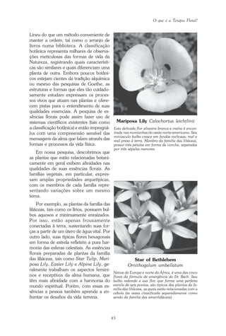 O que é a Terapia Floral?
45
Lineu do que um método conveniente de
manter a ordem, tal como o arranjo de
livros numa biblioteca. A classificação
botânica representa milhares de observa-
ções meticulosas das formas de vida da
Natureza, registrando quais característi-
cas são similares e quais diferenciam uma
planta de outra. Embora poucos botâni-
cos estejam cientes da tradição alquímica
ou mesmo das pesquisas de Goethe, as
estruturas e formas que eles tão cuidado-
samente estudam expressam os proces-
sos vivos que atuam nas plantas e ofere-
cem pistas para o entendimento de suas
qualidades essenciais. A pesquisa de es-
sências florais pode assim fazer uso de
sistemas científicos existentes (tais como
a classificação botânica) e então impregná-
los com uma compreensão sensível das
mensagens da alma que falam através das
formas e processos da vida física.
Em nossa pesquisa, descobrimos que
as plantas que estão relacionadas botani-
camente em geral exibem afinidades nas
qualidades de suas essências florais. As
famílias vegetais, em particular, expres-
sam amplas propriedades arquetípicas,
com os membros de cada família repre-
sentando variações sobre um mesmo
tema.
Por exemplo, as plantas da família das
liliáceas, tais como os lírios, possuem bul-
bos aquosos e minimamente enraizados.
Por isso, estão apenas frouxamente
conectadas à terra, sustentando suas for-
ças a partir de um útero de água vital. Por
outro lado, suas típicas flores hexagonais
em forma de estrela refletem a pura har-
monia das esferas celestiais. As essências
florais preparadas de plantas da família
das liliáceas, tais como Star Tulip, Mari-
posa Lily, Easter Lily e Alpine Lily, ge-
ralmente trabalham os aspectos femini-
nos e receptivos da alma humana, que
têm mais afinidade com a harmonia do
mundo espiritual. Porém, com essas es-
sências a pessoa também aprende a en-
frentar os desafios da vida terrena.
Mariposa Lily Calochortus leichtlinii
Esta delicada flor silvestre branca e malva é encon-
trada nas montanhas do oeste norte-americano. Seu
minúsculo bulbo cresce em fendas rochosas, mal e
mal preso à terra. Membro da família das liliáceas,
possui três pétalas em forma de concha, separadas
por três sépalas menores.
Star of Bethlehem
Ornithogalum umbellatum
Nativa da Europa e norte da África, é uma das cinco
flores da fórmula de emergência do Dr. Bach. Seu
bulbo redondo e sua flor, que forma uma perfeita
estrela de seis pontas, são típicos das plantas da fa-
mília das liliáceas, as quais estão relacionadas com a
cebola (às vezes classificada separadamente como
sendo da família das amarilidáceas).
Parte1.pmd 25/3/2009, 11:2445
 