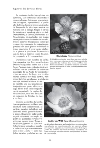 46
Repertório das Essências Florais
As plantas da família das rosáceas, em
contraste, são fortemente enraizadas e
possuem flores e frutos com uma geome-
tria pentagonal, representando a perfei-
ção da forma humana (como no desenho
de Leonardo de Vinci que mostra um
homem com a cabeça, braços e pernas
formando uma estrela de cinco pontas).
O Blackberry, o Quince/marmeleiro e a
Rose/roseira, em particular, têm longas
raízes profundamente ancoradas no solo,
troncos cobertos de espinhos e ramos que
crescem vigorosamente. As essências pre-
paradas com essas plantas trabalham os
temas associados à encarnação, ajudan-
do a pessoa a prender-se fortemente à
vida na Terra e trazer as forças do amor,
da compaixão e do compromisso.
O milefólio é um membro da família
das compostas, das flores semelhantes a
Daisies/margaridas, entre elas o Sun-
flower/girassol, cujas essências geralmen-
te lidam com os princípios de síntese ou
integração do Eu. Cada flor composta é
como um campo de flores, pois contém
muitas florinhas no disco central, bem
como florinhas semelhantes a pétalas no
raio que circunda o disco. A flor
do milefólio leva esse princípio de
integração um passo além — a
copa da flor é um feixe compacta-
mente organizado de muitas flo-
res compostas, cada uma das quais
se compõem de florinhas no raio
e no disco.
Embora as plantas da família
das compostas compartilhem uma
estrutura floral característica, as
espécies vegetais individuais exi-
bem uma ampla gama de formas
e gestos. Realmente, cada família
vegetal representa um amplo es-
pectro de qualidades ou variações
sobre um mesmo tema. Temos o
Sunflower/girassol — com suas
folhas largas e redondas, e sua alta
e radiante cabeça — em contraste
com o Star Thistle — com suas
folhas estreitas grudadas ao cau-
Blackberry Rubus ursinus
O blackberry silvestre tem flores de cinco pétalas
com numerosos estames, características das plantas
da família das rosáceas. Seus ramos prolíficos e co-
bertos de espinhos, seus frutos negros e suas raízes
tenazes estão entre as mais fortes expressões dessa
família vegetal.
California Wild Rose Rosa californica
As delicadas e docemente perfumadas flores cor-de-rosa desta
rosa silvestre são encontradas sobre um vigoroso arbusto
com espinhos aguçados e um sistema de raízes forte e pro-
fundo. Ao contrário da maior elaboração encontrada nas
rosas cultivadas, esta rosa mantém a simplicidade da forma
de cinco pétalas.
Parte1.pmd 25/3/2009, 11:2446
 