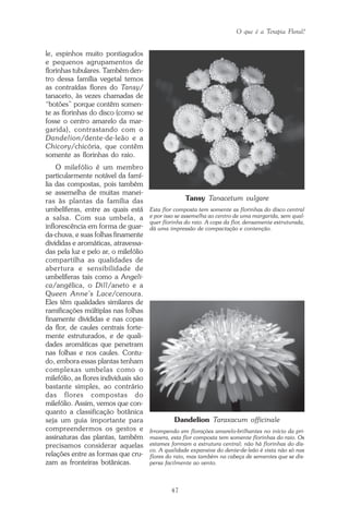 O que é a Terapia Floral?
47
le, espinhos muito pontiagudos
e pequenos agrupamentos de
florinhas tubulares. Também den-
tro dessa família vegetal temos
as contraídas flores do Tansy/
tanaceto, às vezes chamadas de
“botões” porque contêm somen-
te as florinhas do disco (como se
fosse o centro amarelo da mar-
garida), contrastando com o
Dandelion/dente-de-leão e a
Chicory/chicória, que contêm
somente as florinhas do raio.
O milefólio é um membro
particularmente notável da famí-
lia das compostas, pois também
se assemelha de muitas manei-
ras às plantas da família das
umbelíferas, entre as quais está
a salsa. Com sua umbela, a
inflorescência em forma de guar-
da-chuva, e suas folhas finamente
divididas e aromáticas, atravessa-
das pela luz e pelo ar, o milefólio
compartilha as qualidades de
abertura e sensibilidade de
umbelíferas tais como a Angeli-
ca/angélica, o Dill/aneto e a
Queen Anne’s Lace/cenoura.
Eles têm qualidades similares de
ramificações múltiplas nas folhas
finamente divididas e nas copas
da flor, de caules centrais forte-
mente estruturados, e de quali-
dades aromáticas que penetram
nas folhas e nos caules. Contu-
do, embora essas plantas tenham
complexas umbelas como o
milefólio, as flores individuais são
bastante simples, ao contrário
das flores compostas do
milefólio. Assim, vemos que con-
quanto a classificação botânica
seja um guia importante para
compreendermos os gestos e
assinaturas das plantas, também
precisamos considerar aquelas
relações entre as formas que cru-
zam as fronteiras botânicas.
Dandelion Taraxacum officinale
Irrompendo em florações amarelo-brilhantes no início da pri-
mavera, esta flor composta tem somente florinhas do raio. Os
estames formam a estrutura central; não há florinhas do dis-
co. A qualidade expansiva do dente-de-leão é vista não só nas
flores do raio, mas também na cabeça de sementes que se dis-
persa facilmente ao vento.
Tansy Tanacetum vulgare
Esta flor composta tem somente as florinhas do disco central
e por isso se assemelha ao centro de uma margarida, sem qual-
quer florinha do raio. A copa da flor, densamente estruturada,
dá uma impressão de compactação e contenção.
Parte1.pmd 25/3/2009, 11:2447
 