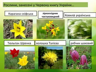 Рослини, занесені у Червону книгу України…
Карагана скіфська зіркоплідник
частуховидний Ковила українська
Тюльпан Шренка волошка Талієва рябчик шаховий
 