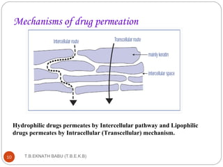 Mechanisms of drug permeation 
Hydrophilic drugs permeates by Intercellular pathway and Lipophilic 
drugs permeates by Intracellular (Transcellular) mechanism. 
T.B.EKNATH 10 BABU (T.B.E.K.B) 
 