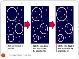 T.B.EKNATH 30 BABU (T.B.E.K.B) 
 