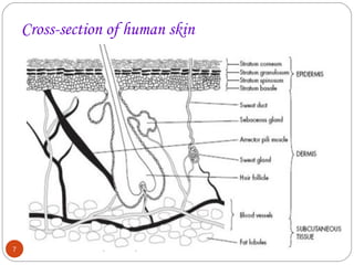 Cross-section of human skin 
T.B.EKNATH 7 BABU (T.B.E.K.B) 
 