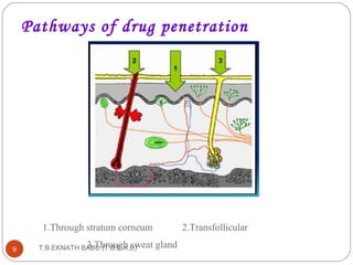 Pathways of drug penetration 
1.Through stratum corneum 2.Transfollicular 
3.9 T.B.EKNATH BABTU h(Tro.Bu.Eg.hK. Bsw) eat gland 
 