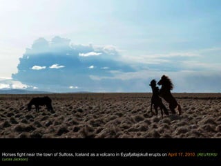Horses fight near the town of Sulfoss, Iceland as a volcano in Eyjafjallajokull erupts on  April 17, 2010.  (REUTERS/Lucas Jackson) 