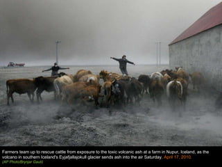 Farmers team up to rescue cattle from exposure to the toxic volcanic ash at a farm in Nupur, Iceland, as the volcano in southern Iceland's Eyjafjallajokull glacier sends ash into the air Saturday , April 17, 2010 .  (AP Photo/Brynjar Gauti) 