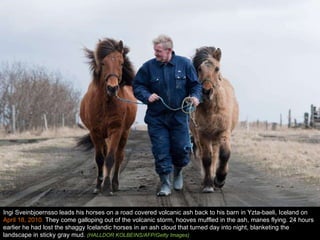 Ingi Sveinbjoernsso leads his horses on a road covered volcanic ash back to his barn in Yzta-baeli, Iceland on  April 18, 2010.  They come galloping out of the volcanic storm, hooves muffled in the ash, manes flying. 24 hours earlier he had lost the shaggy Icelandic horses in an ash cloud that turned day into night, blanketing the landscape in sticky gray mud.  (HALLDOR KOLBEINS/AFP/Getty Images) 