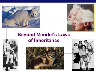 Beyond Mendel’s Laws
of Inheritance

AP Biology

2006-2007

 