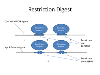 Restriction Digest
Restriction
enzyme
Restriction
enzyme
Restriction
enzyme
Restriction
enzyme
1 2 3
1
Constructed CPR5 gene
cpr5-2 mutant gene
Restriction
site
PRESENT
Restriction
site ABSENT
 