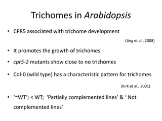 Trichomes in Arabidopsis
• CPR5 associated with trichome development
(Jing et al., 2008)
• It promotes the growth of trichomes
• cpr5-2 mutants show close to no trichomes
• Col-0 (wild type) has a characteristic pattern for trichomes
(Kirk et al., 2001)
• ‘~WT’; < WT; ‘Partially complemented lines’ & ‘ Not
complemented lines’
 