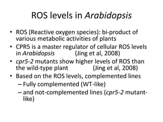 ROS levels in Arabidopsis
• ROS (Reactive oxygen species): bi-product of
various metabolic activities of plants
• CPR5 is a master regulator of cellular ROS levels
in Arabidopsis (Jing et al, 2008)
• cpr5-2 mutants show higher levels of ROS than
the wild-type plant (Jing et al, 2008)
• Based on the ROS levels, complemented lines
– Fully complemented (WT-like)
– and not-complemented lines (cpr5-2 mutant-
like)
 