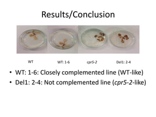 • WT: 1-6: Closely complemented line (WT-like)
• Del1: 2-4: Not complemented line (cpr5-2-like)
Results/Conclusion
WT WT: 1-6 cpr5-2 Del1: 2-4
 