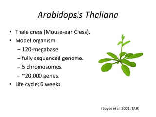 Arabidopsis Thaliana
• Thale cress (Mouse-ear Cress).
• Model organism
– 120-megabase
– fully sequenced genome.
– 5 chromosomes.
– ~20,000 genes.
• Life cycle: 6 weeks
(Boyes et al, 2001; TAIR)
 