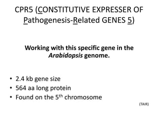 CPR5 (CONSTITUTIVE EXPRESSER OF
Pathogenesis-Related GENES 5)
Working with this specific gene in the
Arabidopsis genome.
• 2.4 kb gene size
• 564 aa long protein
• Found on the 5th chromosome
(TAIR)
 