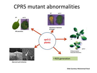 24-day air grown
Early leaf senescence
cpr5-2
plants
WT
cpr5-2
• ROS generation
HR execution
Resistance: Bacterial
& fungal
Aberrant Leaf trichomes
CPR5 mutant abnormalities
cpr5-2WT
ݺߣ Courtesy: Muhammad Faisal
WT cpr5-2
 