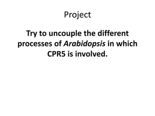 Project
Try to uncouple the different
processes of Arabidopsis in which
CPR5 is involved.
 