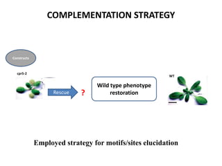 WT
cpr5-2
COMPLEMENTATION STRATEGY
Employed strategy for motifs/sites elucidation
Constructs
Wild type phenotype
restorationRescue ?
 