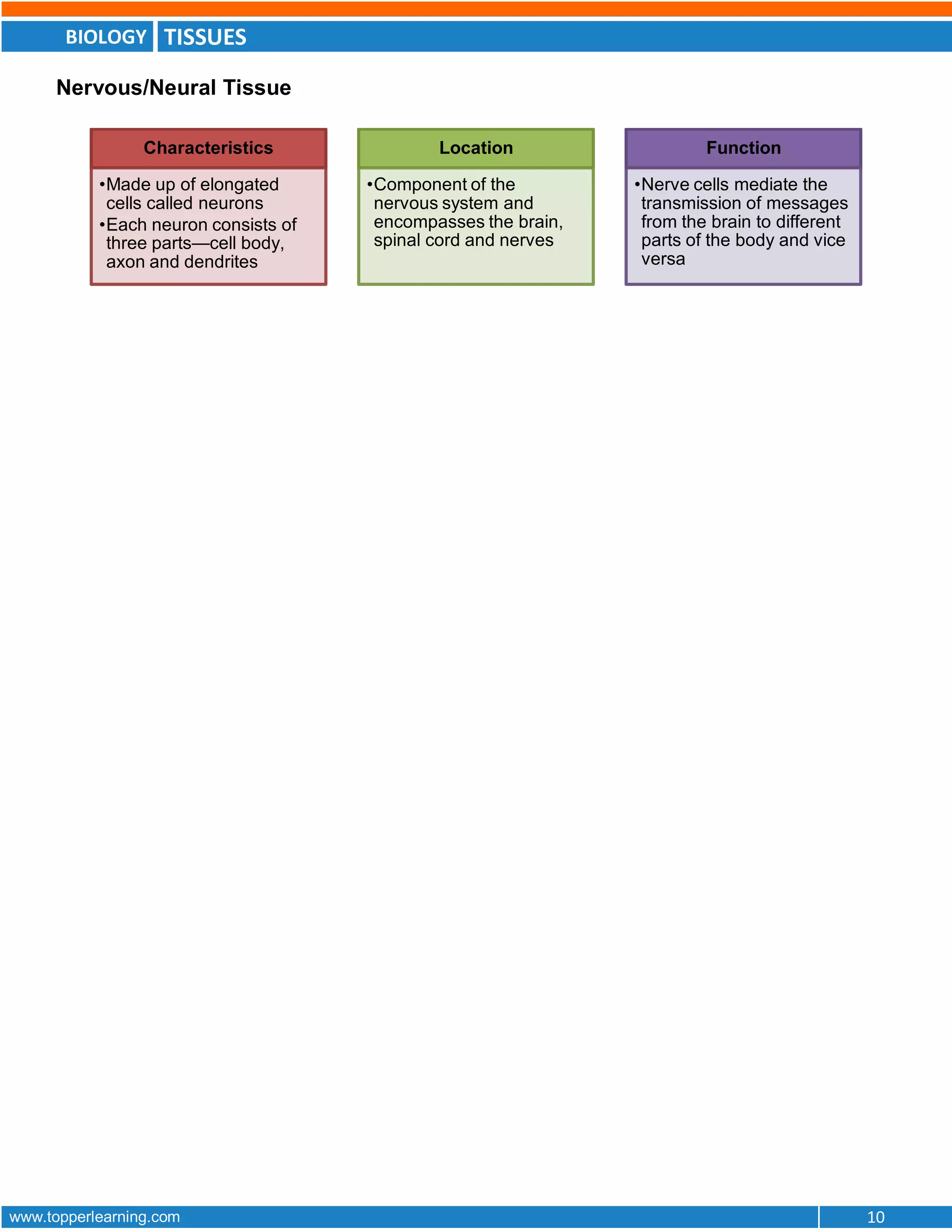 BIOLOGY TISSUES
www.topperlearning.com 10
Nervous/Neural Tissue
Characteristics
•Made up of elongated
cells called neurons
•Each neuron consists of
three parts—cell body,
axon and dendrites
Location
•Component of the
nervous system and
encompasses the brain,
spinal cord and nerves
Function
•Nerve cells mediate the
transmission of messages
from the brain to different
parts of the body and vice
versa
 