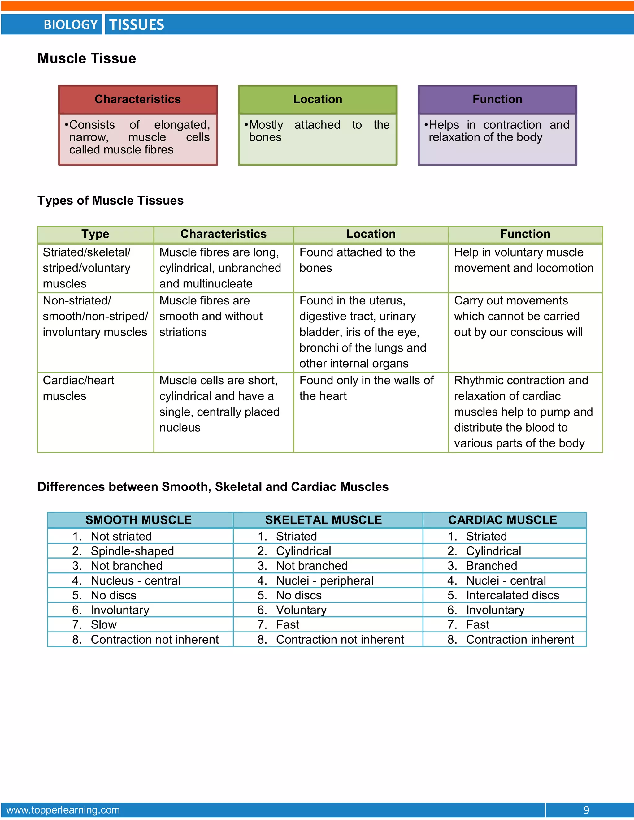 BIOLOGY TISSUES
www.topperlearning.com 9
Muscle Tissue
Types of Muscle Tissues
Type Characteristics Location Function
Striated/skeletal/
striped/voluntary
muscles
Muscle fibres are long,
cylindrical, unbranched
and multinucleate
Found attached to the
bones
Help in voluntary muscle
movement and locomotion
Non-striated/
smooth/non-striped/
involuntary muscles
Muscle fibres are
smooth and without
striations
Found in the uterus,
digestive tract, urinary
bladder, iris of the eye,
bronchi of the lungs and
other internal organs
Carry out movements
which cannot be carried
out by our conscious will
Cardiac/heart
muscles
Muscle cells are short,
cylindrical and have a
single, centrally placed
nucleus
Found only in the walls of
the heart
Rhythmic contraction and
relaxation of cardiac
muscles help to pump and
distribute the blood to
various parts of the body
Differences between Smooth, Skeletal and Cardiac Muscles
SMOOTH MUSCLE SKELETAL MUSCLE CARDIAC MUSCLE
1. Not striated 1. Striated 1. Striated
2. Spindle-shaped 2. Cylindrical 2. Cylindrical
3. Not branched 3. Not branched 3. Branched
4. Nucleus - central 4. Nuclei - peripheral 4. Nuclei - central
5. No discs 5. No discs 5. Intercalated discs
6. Involuntary 6. Voluntary 6. Involuntary
7. Slow 7. Fast 7. Fast
8. Contraction not inherent 8. Contraction not inherent 8. Contraction inherent
Characteristics
•Consists of elongated,
narrow, muscle cells
called muscle fibres
Location
•Mostly attached to the
bones
Function
•Helps in contraction and
relaxation of the body
 