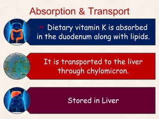 Absorption & Transport
Dietary vitamin K is absorbed
in the duodenum along with lipids.
It is transported to the liver
through chylomicron.
Stored in Liver
 