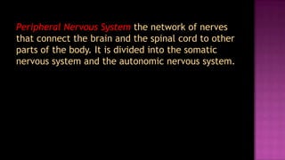 Peripheral Nervous System the network of nerves
that connect the brain and the spinal cord to other
parts of the body. It is divided into the somatic
nervous system and the autonomic nervous system.
 