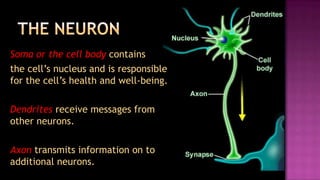 Soma or the cell body contains
the cell’s nucleus and is responsible
for the cell’s health and well-being.

Dendrites receive messages from
other neurons.

Axon transmits information on to
additional neurons.
 