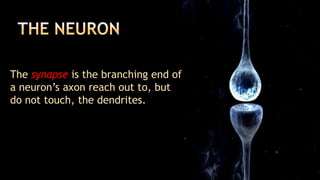 The synapse is the branching end of
a neuron’s axon reach out to, but
do not touch, the dendrites.
 
