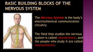 The Nervous System is the body’s
electrochemical communication
circuitry.

The field that studies the nervous
system is called neuroscience, and
the people who study it are called
neuroscientist.
 