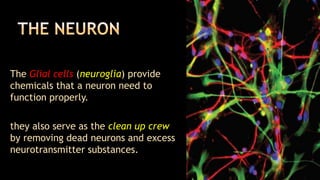 The Glial cells (neuroglia) provide
chemicals that a neuron need to
function properly.

they also serve as the clean up crew
by removing dead neurons and excess
neurotransmitter substances.
 
