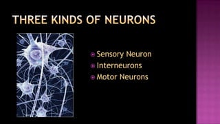  Sensory Neuron
 Interneurons
 Motor Neurons
 