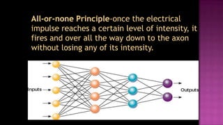 All-or-none Principle-once the electrical
impulse reaches a certain level of intensity, it
fires and over all the way down to the axon
without losing any of its intensity.
 