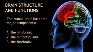 The human brain has three
major components:

1. the hindbrain;
2. the midbrain; and
3. the forebrain.
 