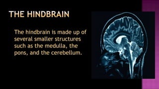 The hindbrain is made up of
several smaller structures
such as the medulla, the
pons, and the cerebellum.
 