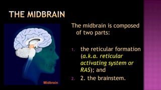 The midbrain is composed
 of two parts:

1.   the reticular formation
     (a.k.a. reticular
     activating system or
     RAS); and
2.   2. the brainstem.
 