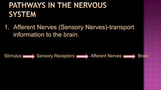 1. Afferent Nerves (Sensory Nerves)-transport
   information to the brain.


Stimulus   Sensory Receptors   Afferent Nerves   Brain
 