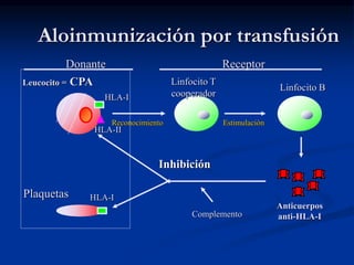 Aloinmunización por transfusión
Leucocito = CPA
Reconocimiento
Linfocito T
cooperador
Linfocito B
Plaquetas
Complemento
Anticuerpos
anti-HLA-I
Inhibición
Estimulación
HLA-II
HLA-I
HLA-I
Donante Receptor
 