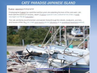 http://www.authorstream.com/Presentation/mireille30100-1847416-591-cats-paradise/
 