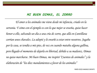 MI BUEN DIMAS, EL ZORRO
MARÍA JESÚS NARANJO INFANTE
El amor a los animales me viene desde mi infancia, criado en la
serranía. Y cómo con el ejemplo es con lo que mejor se enseña, quise hacer
honor a ello, salvando un día a una cría de zorro, que allá en Cantillana
corrían unos chavales. La adopté y le enseñé a estar entre nosotros. Jugaba
por la casa, se tendía a mis pies, de vez en cuando mataba alguna gallina,
pero llegado el momento de dejarla en libertad, debido a su madurez, Dimas
no quiso marcharse. Mi buen Dimas, me inspiró “Cuentos de animales” y la
elaboración de “los diez mandamientos a favor de los animales”
 