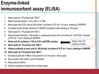 Enzyme-linked
immunosorbent assay (ELISA)
1. Wash plate 5x 175 μl/well with TBS-T
2. Make blocking solution: 2.5% milk in 1x TBS
3. Block plate with 2.5% milk at 200 μl/well, incubate at 37C for 1-2 hours, shaking at 300RPM
4. Complete 8 point protein dilutions in HEPES incubation buffer starting at 100 μg/ml
5. Wash plate 5x 175 μl/well with TBS-T
6. Aliquot protein dilutions, 100 μl/well, in quadruples (wells with and without E. coli 8739). Incubate
at 37C for 1 hour, shaking at 300RPM
7. Dilute anti-Fc antibody 1:10k in 0.5% milk/TBS solution
8. Wash plate 5x 175 μl/well with TBS-T
9. Aliquot antibody to each well at 100 μl/well, incubate at 37C for 1 hour, shaking at 300RPM
10. Wash plate 5x 175 μl/well with TBS-T
11. Develop ELISA with TMB at 100 μl/well for 3-5 minutes in dark space
12. Stop reaction with sulfuric acid at 50ul/well
13. Read plate at 450nm
14. Subtract background signal from sample signal
Steps only for
indirect ELISA
 