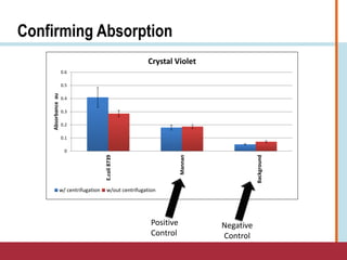 Confirming Absorption
0
0.1
0.2
0.3
0.4
0.5
0.6
E.coli8739
Mannan
Background
Absorbanceau
Crystal Violet
w/ centrifugation w/out centrifugation
Positive
Control
Negative
Control
 