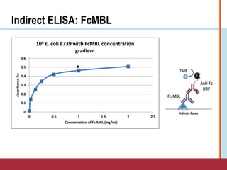 Indirect ELISA: FcMBL
0
0.1
0.2
0.3
0.4
0.5
0.6
0 0.5 1 1.5 2 2.5
AbsorbanceAu
Concentration of Fc-MBL (mg/ml)
108 E. coli 8739 with FcMBL concentration
gradient
*
 