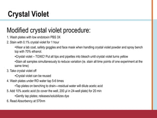 Crystal Violet
Modified crystal violet procedure:
1. Wash plates with low endotoxin PBS 3X
2. Stain with 0.1% crystal violet for 1 hour
•Wear a lab coat, safety goggles and face mask when handling crystal violet powder and spray bench
top with 70% ethanol.
•Crystal violet – TOXIC! Put all tips and pipettes into bleach until crystal violet turns yellow
•Stain all samples simultaneously to reduce variation (ie. stain all time points of one experiment at the
same time)
3. Take crystal violet off
•Crystal violet can be reused
4. Wash plates under RO water tap 5-6 times
•Tap plates on benching to drain—residual water will dilute acetic acid
5. Add 10% acetic acid (to cover the well, 200 μl in 24-well plate) for 20 min
•Gently tap plates; releases/solubilizes dye
6. Read Absorbency at 570nm
 