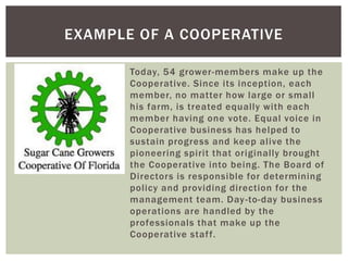 Today, 54 grower-members make up the
Cooperative. Since its inception, each
member, no matter how large or small
his farm, is treated equally with each
member having one vote. Equal voice in
Cooperative business has helped to
sustain progress and keep alive the
pioneering spirit that originally brought
the Cooperative into being. The Board of
Directors is responsible for determining
policy and providing direction for the
management team. Day-to-day business
operations are handled by the
professionals that make up the
Cooperative staff.
EXAMPLE OF A COOPERATIVE
 