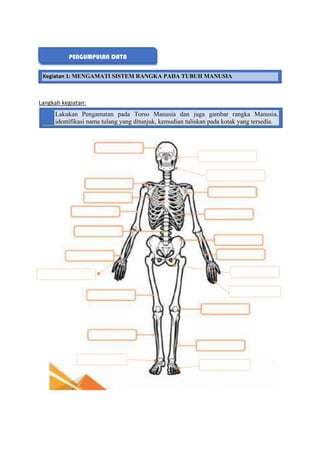 Langkah kegiatan:
PENGUMPULAN DATA
Kegiatan 1: MENGAMATI SISTEM RANGKA PADA TUBUH MANUSIA
Lakukan Pengamatan pada Torso Manusia dan juga gambar rangka Manusia,
identifikasi nama tulang yang ditunjuk, kemudian tuliskan pada kotak yang tersedia.
 