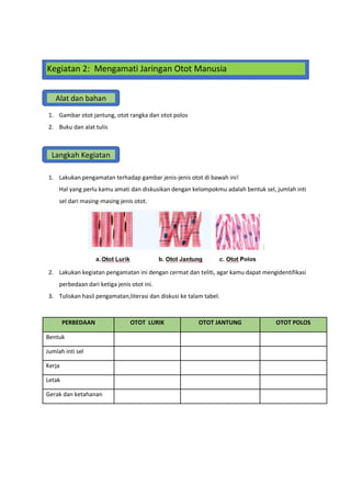 1. Gambar otot jantung, otot rangka dan otot polos
2. Buku dan alat tulis
1. Lakukan pengamatan terhadap gambar jenis-jenis otot di bawah ini!
Hal yang perlu kamu amati dan diskusikan dengan kelompokmu adalah bentuk sel, jumlah inti
sel dari masing-masing jenis otot.
2. Lakukan kegiatan pengamatan ini dengan cermat dan teliti, agar kamu dapat mengidentifikasi
perbedaan dari ketiga jenis otot ini.
3. Tuliskan hasil pengamatan,literasi dan diskusi ke talam tabel.
PERBEDAAN OTOT LURIK OTOT JANTUNG OTOT POLOS
Bentuk
Jumlah inti sel
Kerja
Letak
Gerak dan ketahanan
Kegiatan 2: Mengamati Jaringan Otot Manusia
Alat dan bahan
Langkah Kegiatan
 