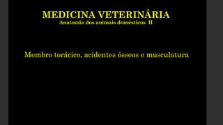 MEDICINA VETERINÁRIA
Anatomia dos animais domésticos II
Membro torácico, acidentes ósseos e musculatura
 