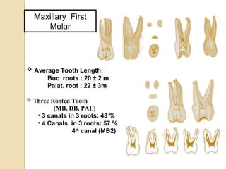 Tri Rooted Tooth 59543314 root-canal-anatomy-lecture-by-dr-hatem-al-hadainy-am cofam (1 ...